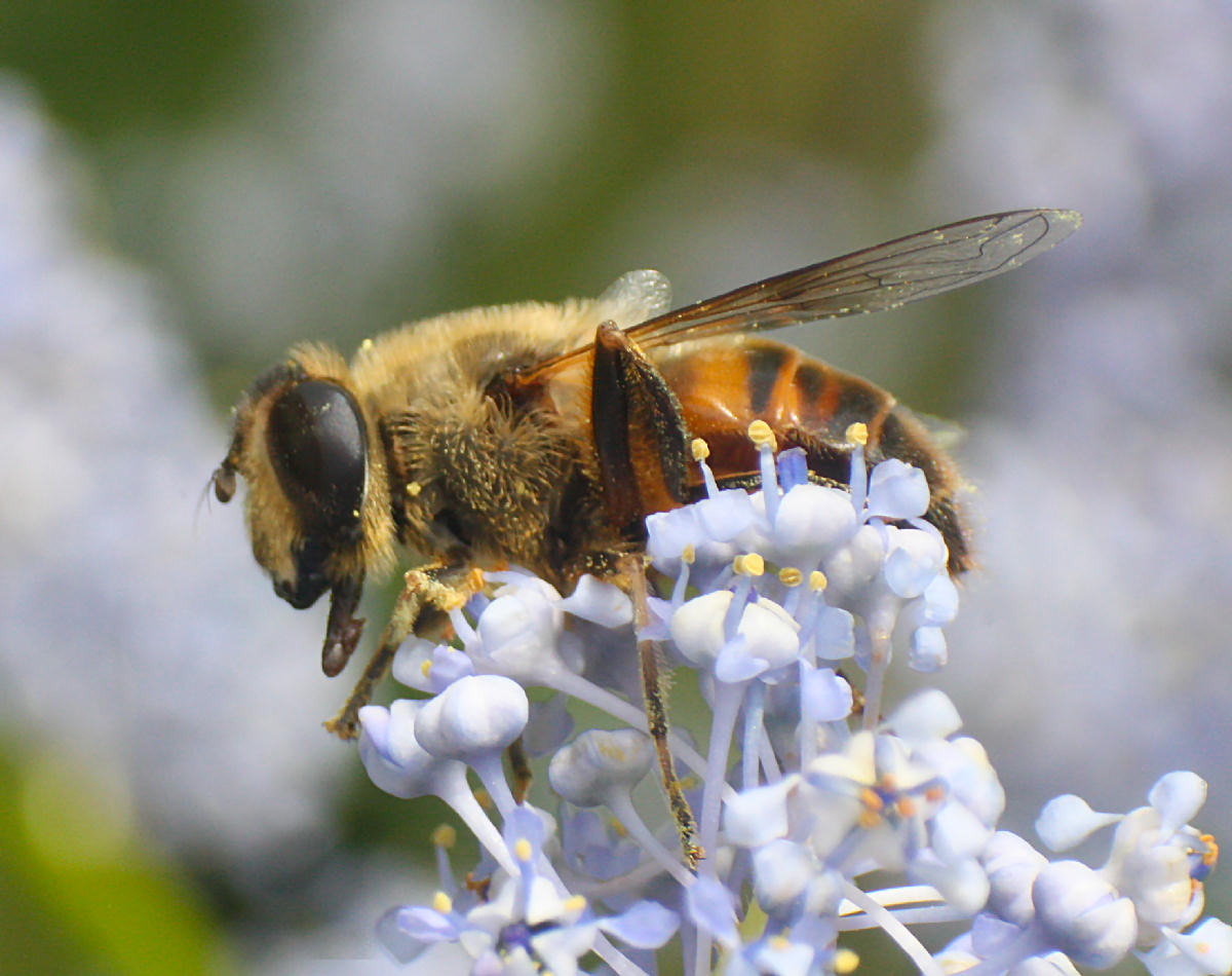 Apis mellifera. No. Eristalis cfr tenax